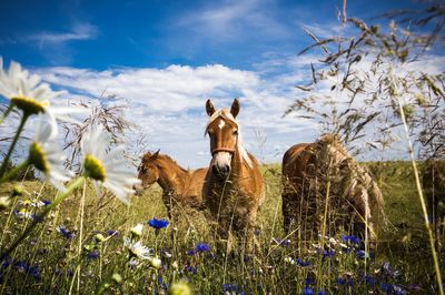 Horses standing on field against sky