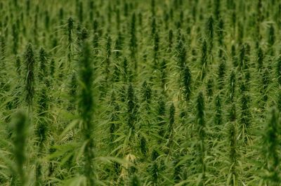 Full frame shot of wheat field