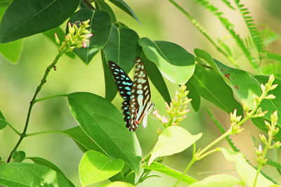 Close-up of butterfly on leaves