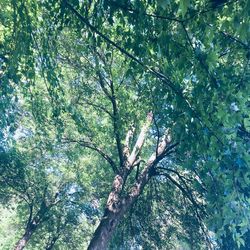 Low angle view of trees in the forest