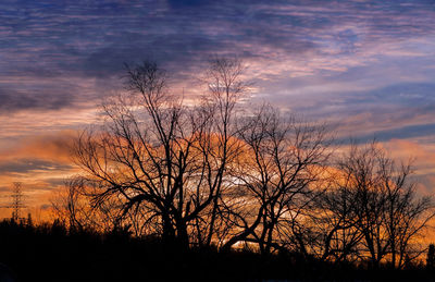 Silhouette of bare trees at sunset
