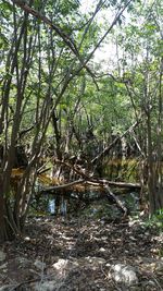 Trees in forest