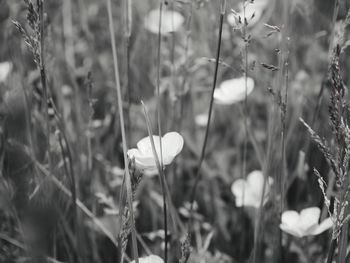 Close-up of plant against blurred background