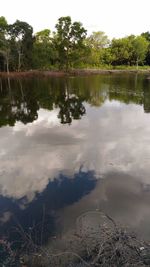 Reflection of trees in calm lake