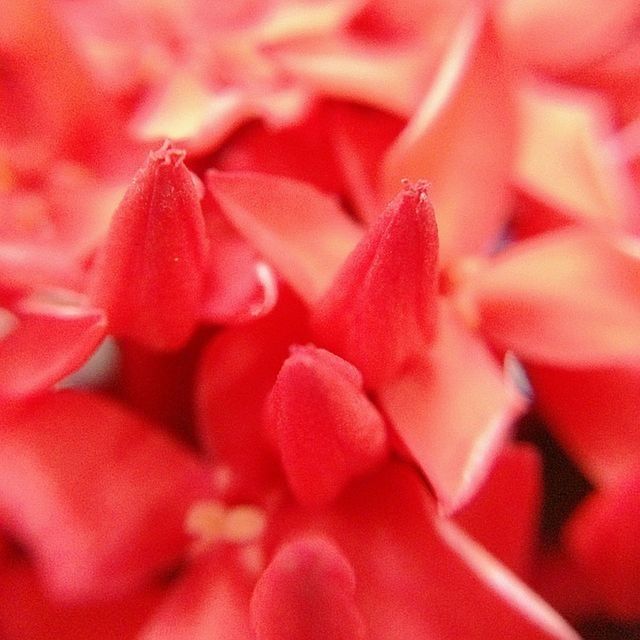 flower, petal, freshness, flower head, fragility, close-up, beauty in nature, full frame, red, pink color, backgrounds, growth, nature, selective focus, extreme close-up, macro, pink, blooming, single flower, detail