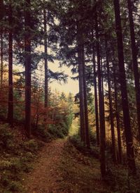 Dirt road passing through forest
