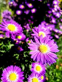 Close-up of purple flowers blooming outdoors