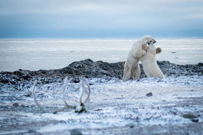 Two polar bears spar on hind legs