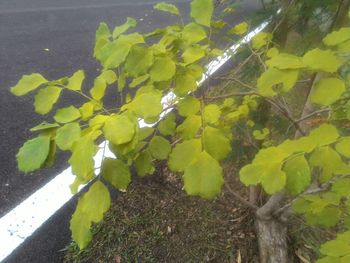 Close-up of green leaves on plant