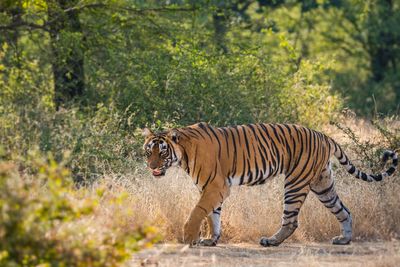 Tiger standing in a tree