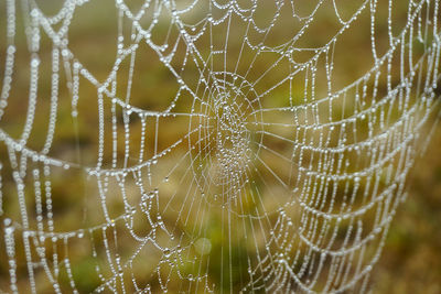 Close-up of spider web