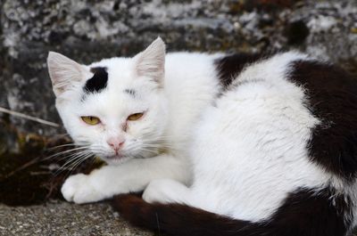 Close-up portrait of a cat