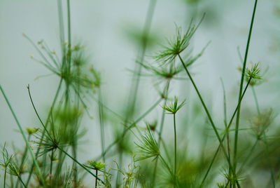 Close-up of plant against blurred background