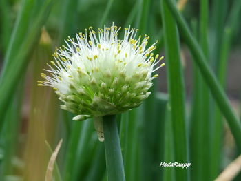 Close-up of flower against blurred background