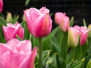 Close-up of pink tulips