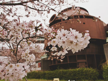 Close-up of pink cherry blossom tree