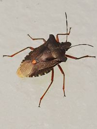 Close-up of grasshopper on twig