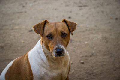 Portrait of dog sitting outdoors