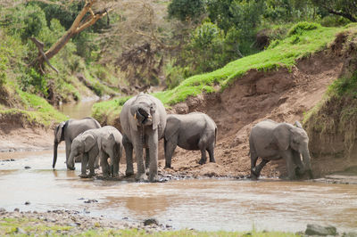 View of elephant drinking water