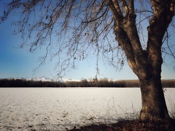 Bare trees on landscape against sky during winter