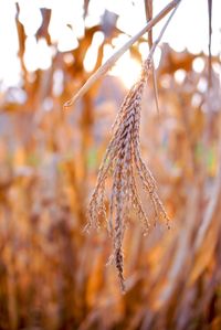 Close-up of dry leaves on plant