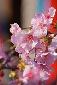 Close-up of pink flowers