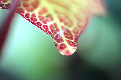 Close-up of water drop on leaf