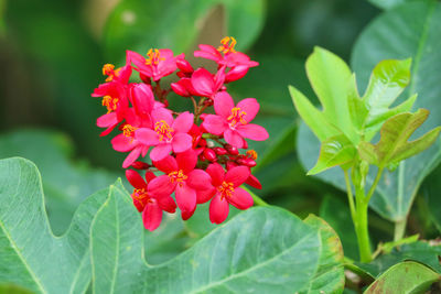 Close-up of pink flowering plant