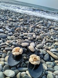 Close-up of seashells and pebbles at beach