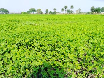 Scenic view of agricultural field