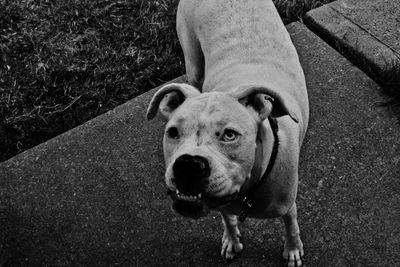 High angle portrait of dog standing outdoors