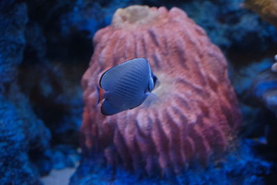 Close-up of fish swimming in sea