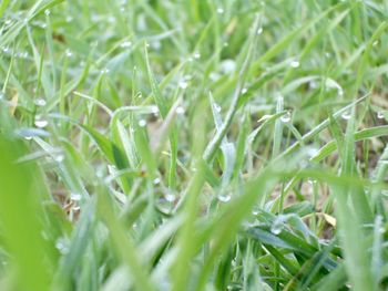 Close-up of wet grass on field