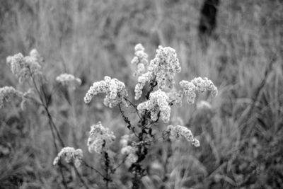 Close-up of flowers blooming outdoors
