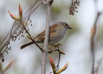 Close-up of bird perching on branch