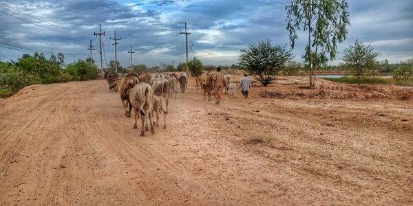 View of horses on dirt road against sky