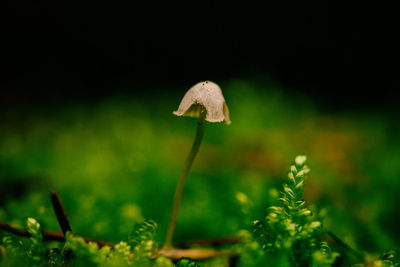 Close-up of mushroom growing on field