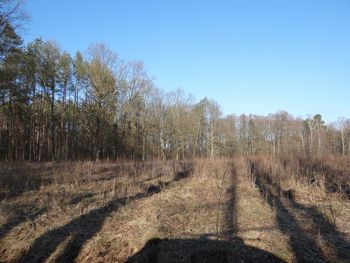 Panoramic shot of trees on field against clear sky