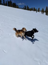 2 dogs racing in the snow