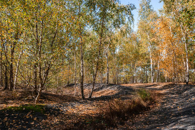 Trees in forest during autumn