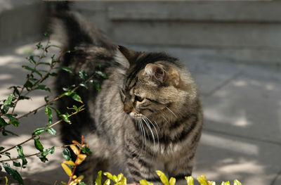 Gray tabby fluffy cat on street. muzzle with green eyes, long mustache, pink nose, shiny coat. 