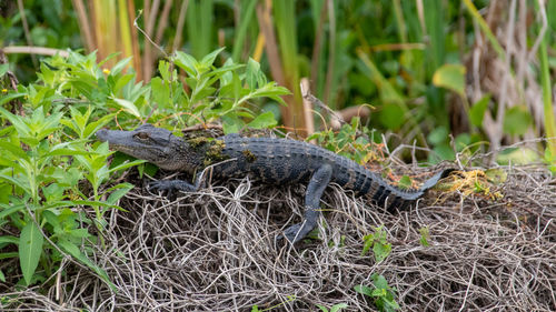 Close-up of a lizard on ground