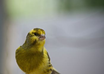 Close-up of a bird