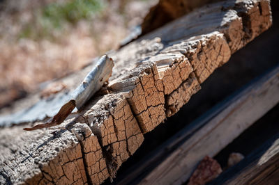 Close-up of dried wood on log in forest