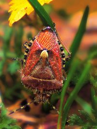 Close-up of insect on flower