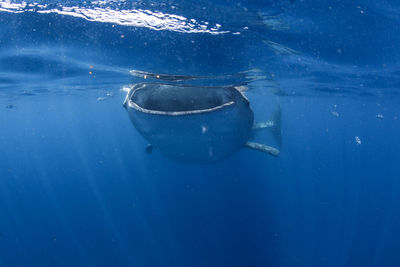 View of turtle in sea