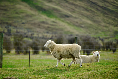 Sheep in a field