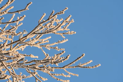 Low angle view of flowering plant against clear blue sky