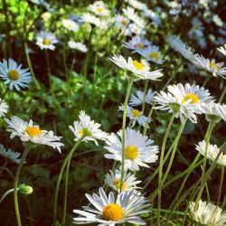 Close-up of white daisy flowers blooming in field