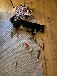 High angle view of dog on hardwood floor